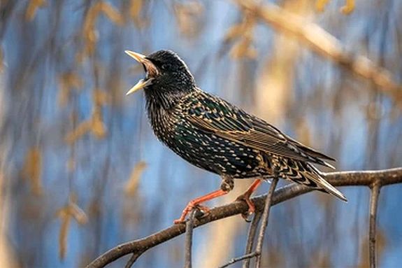 A h�tv�g�n der�lt, napos, sz�raz id� v�rhat�. A k�pen az egyik tavaszi mad�r, a sereg�ly �nekel. K�p: Shutterstock