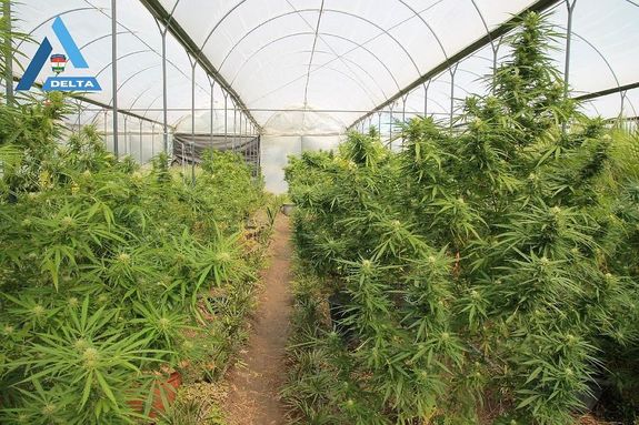 A DELTA elm�lt �v�nek B�k�s v�rmegyei k�peib�l. K�pek forr�sa: B�k�s V�rmegyei Rend�r-f�kapit�nys�g