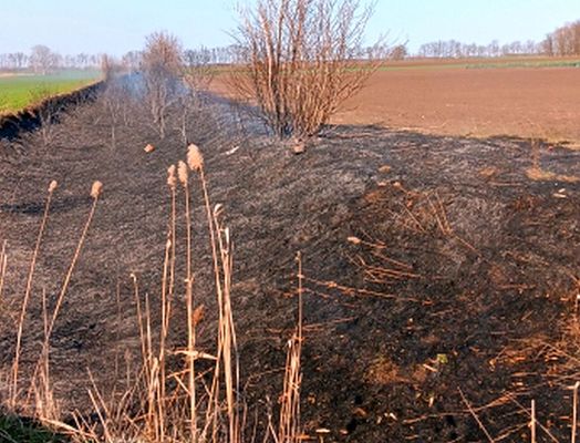 Sz�raz f� �s n�v�nyi hullad�k �gett tegnap, d�lut�n, Csan�dap�ca k�lter�let�n. K�p forr�sa: B�k�s V�rmegyei Katasztr�fav�delmi Igazgat�s�g