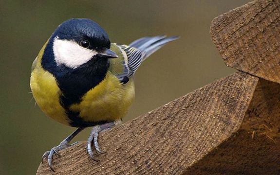 Sz�ncinege. K�p: Nagy K�roly. K�p forr�sa: Magyar Mad�rtani �s Term�szetv�delmi Egyes�let