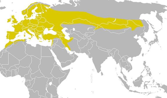 A sz�ncinege elterjed�si ter�lete. T�rk�p: Viktor Kravtchenko. K�p forr�sa: Wikip�dia