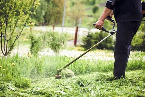 A meghagy� f�ny�r�ssal a f�vet nem v�gj�k le mindenhol egyszerre. A k�p illusztr�ci�. K�p: Shutterstock