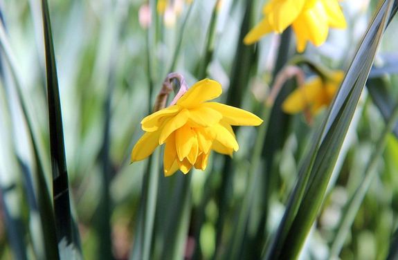 Kellemes, tavaszi id� v�rhat� sz�mottev� csapad�k n�lk�l a h�sv�ti hossz� h�tv�g�n. A k�pen n�rciszok. K�p: Pixabay