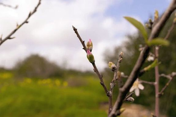 Kedden, szerd�n �s cs�t�rt�k�n, ism�t lehetnek hajnali fagyok. A k�p illusztr�ci�. K�p: Shutterstock