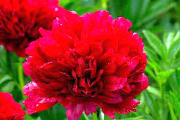 P�nk�sdvas�rnap �s p�nk�sdh�tf�n, napos, sz�raz id� v�rhat� kev�s f�tyol- �s gomolyfelh�vel. Ny�lnak a p�nk�sdi r�zs�k. K�p: Facebook   