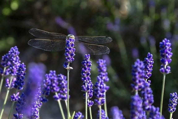  A Sacra Botanica a szerzetesi gy�gyn�v�nykult�ra �s a tihanyi levendula �r�ks�g�t viszi tov�bb. K�p: F�l�p Ildik� / Napl� / veol.hu