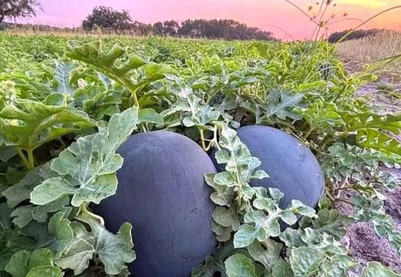 K�r�lbel�l 400 kilogramm g�r�gdinnye t�nt el a Nagykamar�s �s K�tegyh�za k�z�tti dinnyef�ldr�l. A k�p illusztr�ci�. K�p: Facebook   