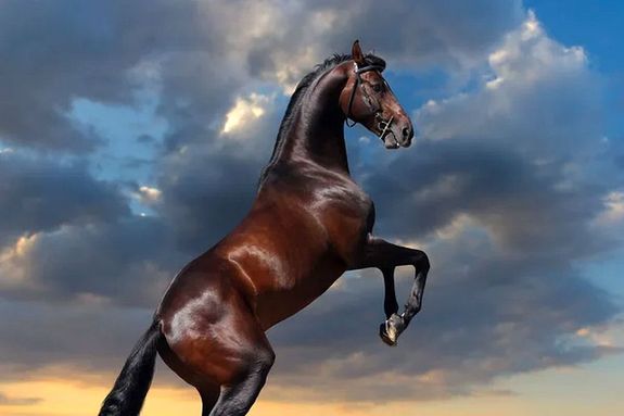 A f�rfi el�sz�r azt �ll�totta, hogy megr�gta egy l�, majd azt mondta, hogy a Doboz �s V�szt� k�z�tt hagyott teheraut�ban �lt, utask�nt s�r�lt meg. A k�p illusztr�ci�. K�p: VistaCreate