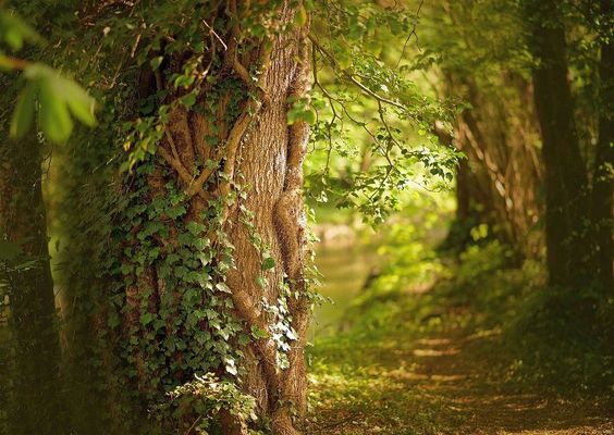  A leg�rt�kesebb, v�dett �llami erd�kre �s a Natura 2000-es ter�letekre vonatkoz�, szeptember v�g�n lej�r� fakitermel�si morat�rium meghosszabb�t�s�t k�rik a minisztereln�kt�l ny�lt lev�lben, term�szetv�d� szervezetek. A k�p illusztr�ci�. K�p: Pixabay